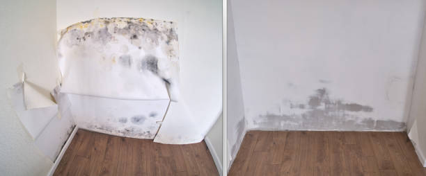 Best Local Mold Removal Service  in Snowflake, AZ